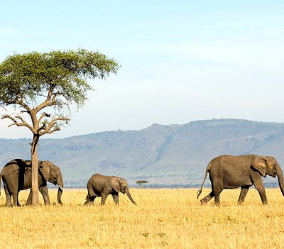 safari-serengeti-mara