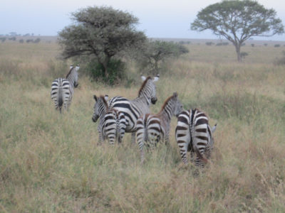 Tanzania-Private-Safari