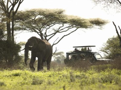 serengeti-safari-elephant-game-viewing